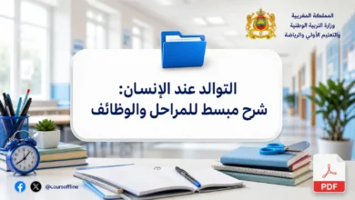 التوالد عند الإنسان: شرح مبسط للمراحل والوظائف